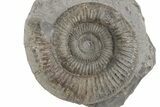Ammonite (Dactylioceras) Fossil - England #211637-1